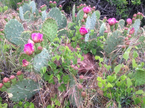 Flowering desert cactus