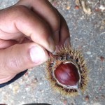 Dean holding a Castana (chestnut) to show the nut (still in shell) inside the funny hairy covering. They must be in season right now, because you can hear and see them literally falling out of the trees along the road. I duck in case one bonks me on the head! I have seen many people along the road gathering them in bags and buckets.