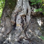 There was a printed sign by this Castana tree saying that it is 800 years old!