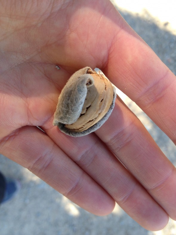 Raw almond, from tree by the side of Camino