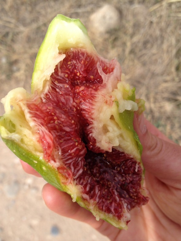 Another Camino-snack; this one given to me by a farmer as I walked by his property. He called to me and said, in Spanish, "try this - it's so sweet!" I asked if I should peel it and he said you can, but it's more environmental to just eat the whole thing and have nothing to throw away. So I did! Look at the beautiful colors.