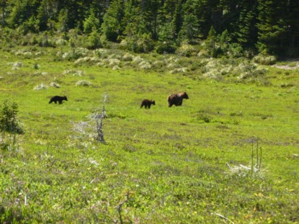 I saw a Bear and her 2 small cubs in a meadow not very far from where I was running; fortunately they took an offshoot of the trail and away from me!!