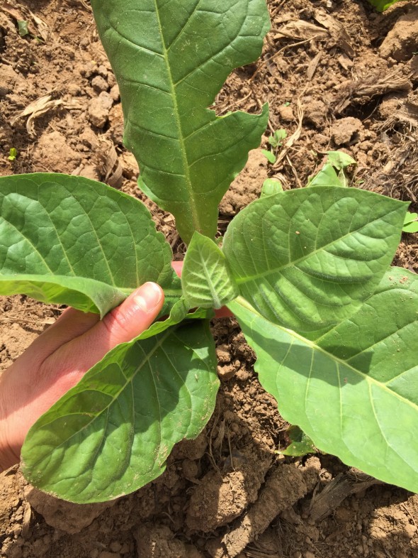 Tobacco plants grow really quickly, and these farms can have 3-4 harvests per year.  They had just planted these plants about 2 weeks ago, so the fields weren't very full-looking but they would be relatively soon.