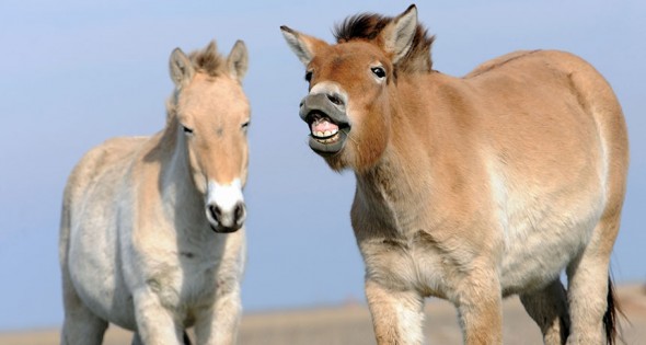 Horses image