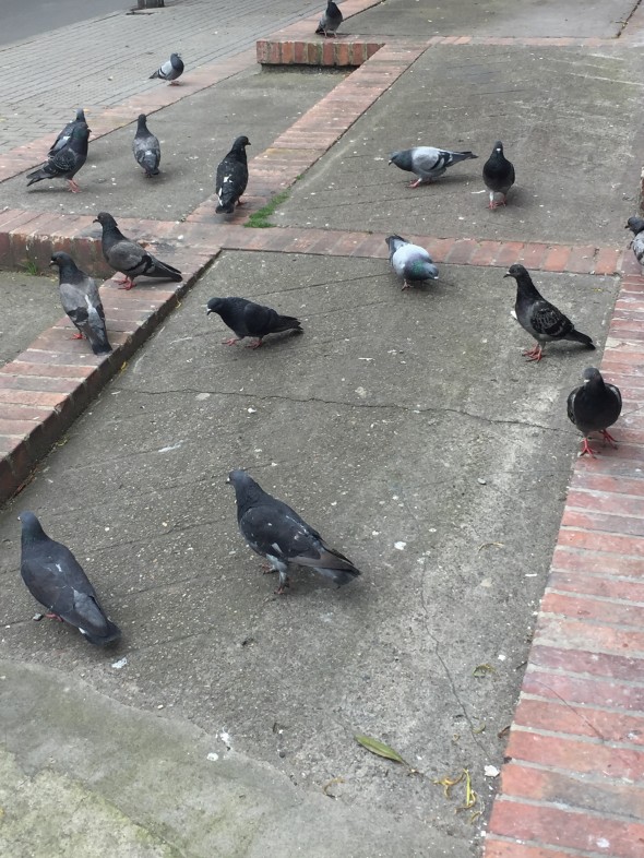 I hate to say I hate anything, especially something living, but I really do hate pigeons.