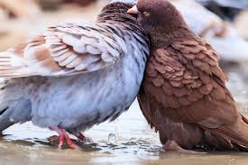 I can't believe I found a photo of my least favorite city-birds hugging in the rain!