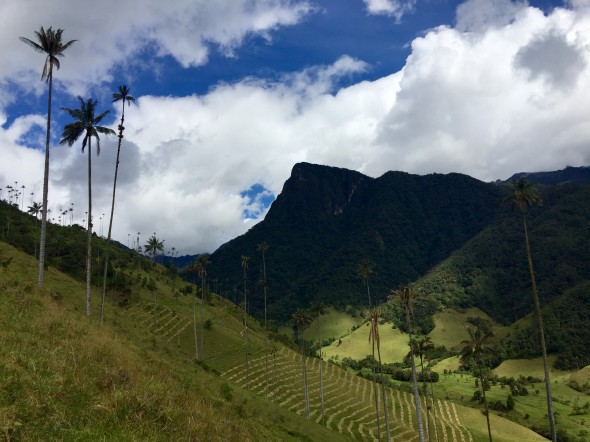 Wax palms can be found in other areas of Colombia, they're even in Bogotá. But in this valley, some of the forest has been cut down to be used for farmland.  In some ways that is unfortunate, but it does make the tall palms stand out in splendor all the more.