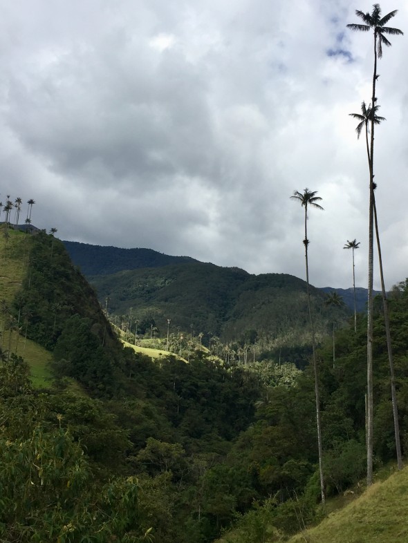 Valle de Cocora, outside of Salenta; known for its extremely tall Wax Palms