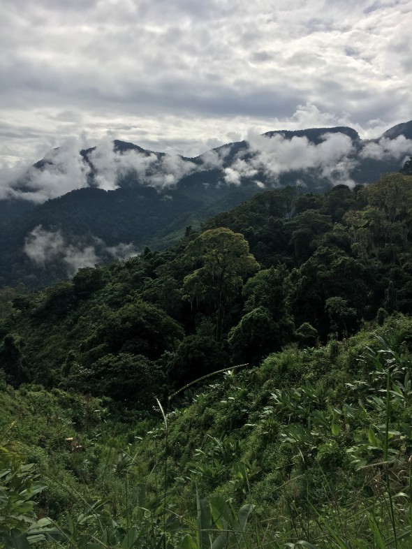 Low clouds after a hard rain in the night; beautiful with the green jungle landscape
