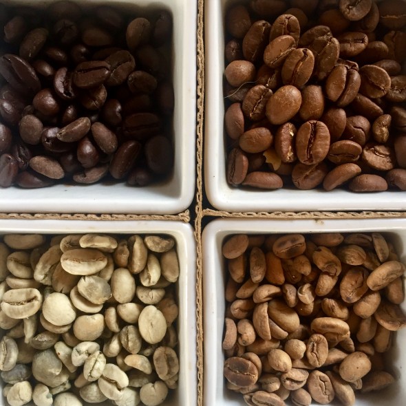 Various stages of coffee beans from raw to roasted