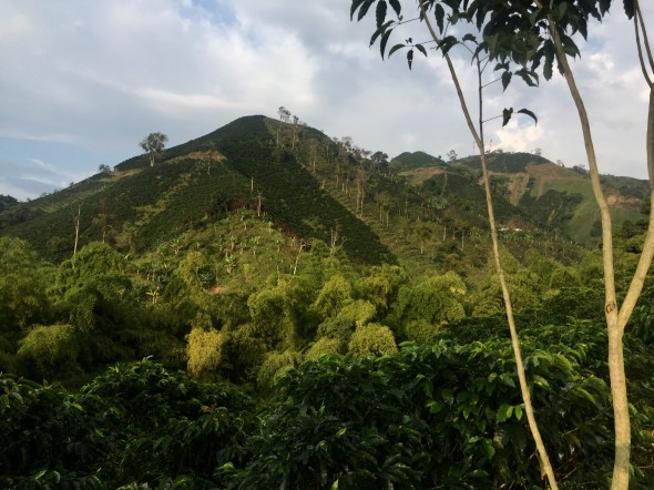 The hills in this area are covered with coffee plants as well as banana trees (they grow well together). The landscape is beautiful, and it's amazing to see how steep some of the hills are on which these crops grow. Think about the people who hand-pick the harvest as they hike around this terrain..difficult!