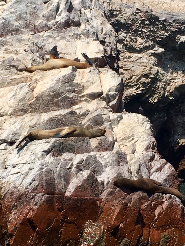 Many sea lions (called Lobos Marinos or Sea Wolves in Spanish!) and seals lounged around in the sun on the Islas Ballestas.