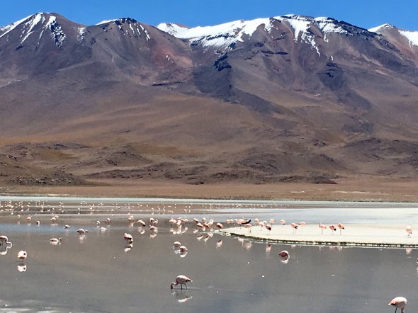 Mountains of 14,000-16,000 feet rise above the many lakes and lagoons in the mid-southern portions of Bolivia. Flamingos (“flamencos”) abound in these shallow lakes, feeding on micro algae and insects that can live in the mineral-rich waters.